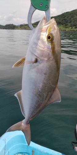 ネリゴの釣果