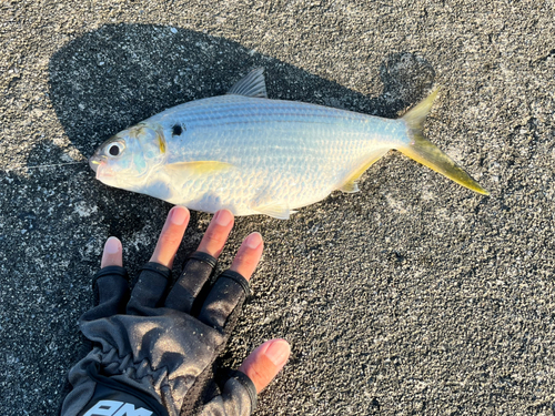 リュウキュウドロクイの釣果