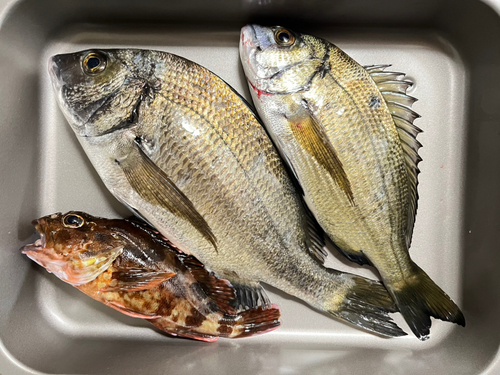 クロダイの釣果