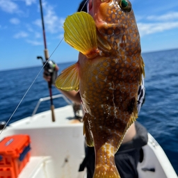 駿河の白豹   フナちゃんの釣果