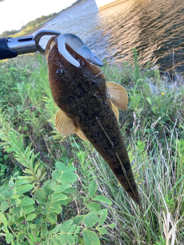 コチの釣果