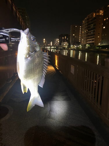 キビレの釣果