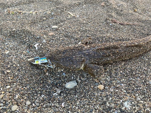 マゴチの釣果