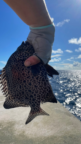 イシガキダイの釣果