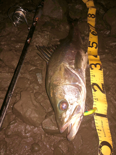 シーバスの釣果