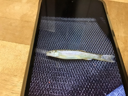 タカハヤの釣果