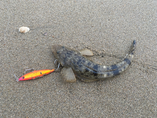 マゴチの釣果