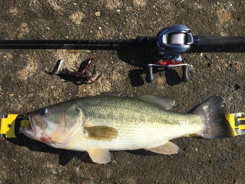 ブラックバスの釣果