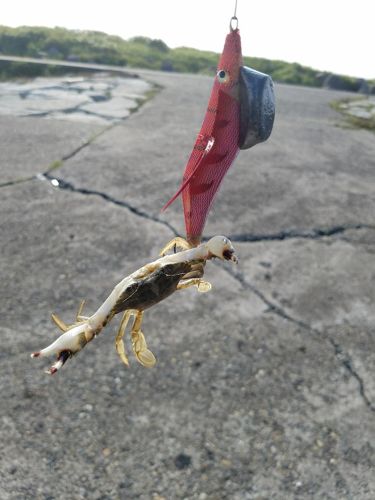 カニの釣果