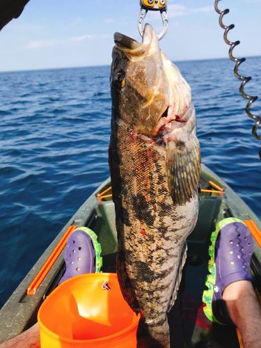 アブラコの釣果