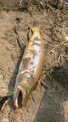 ブラウントラウトの釣果