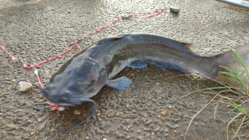 アメリカナマズの釣果