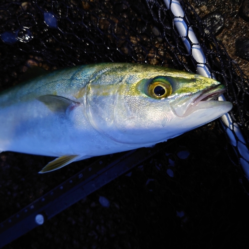 ツバイソの釣果