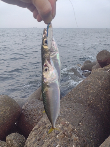 サバの釣果