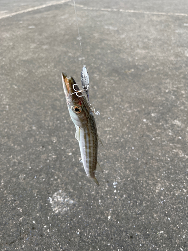 カマスの釣果