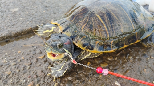 アメリカナマズの釣果