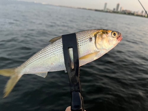 コノシロの釣果