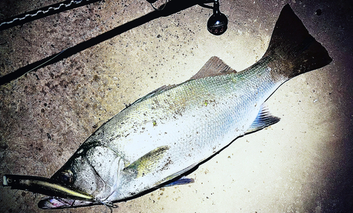 ヒラスズキの釣果