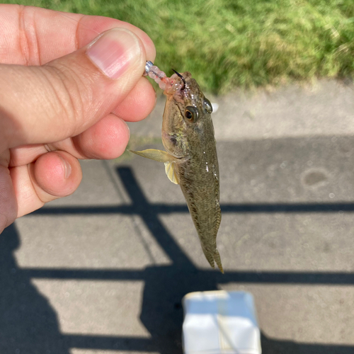 マハゼの釣果