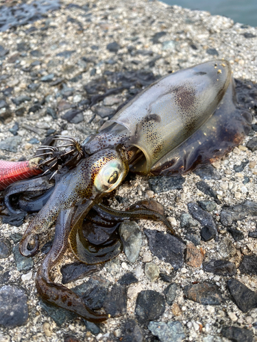 アオリイカの釣果