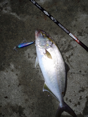 ショゴの釣果