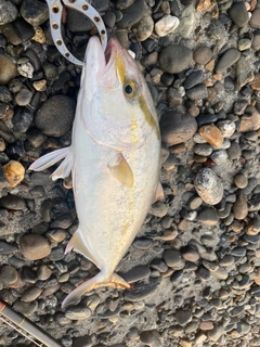 ショゴの釣果