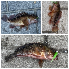 ガシラの釣果