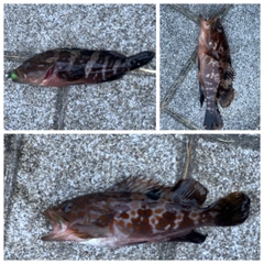 アコウの釣果
