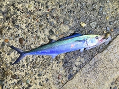 サゴシの釣果