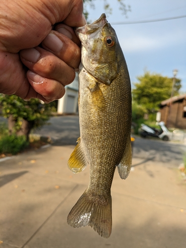 スモールマウスバスの釣果