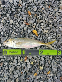 マアジの釣果