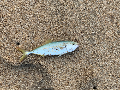 ツバスの釣果