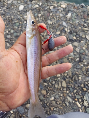 シロギスの釣果