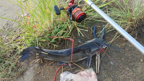 アメリカナマズの釣果