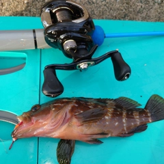アコウの釣果