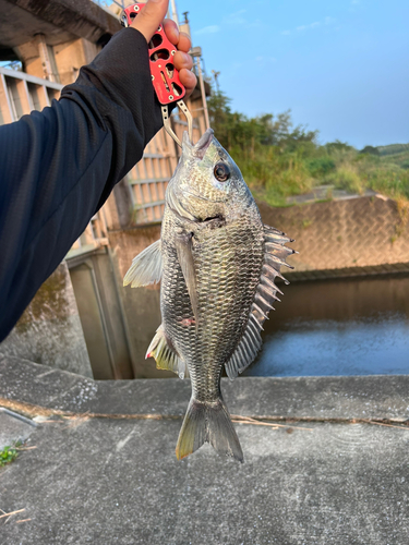 チヌの釣果