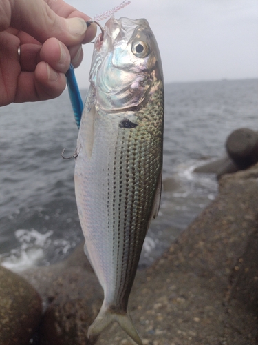 コノシロの釣果