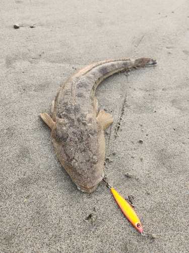 マゴチの釣果