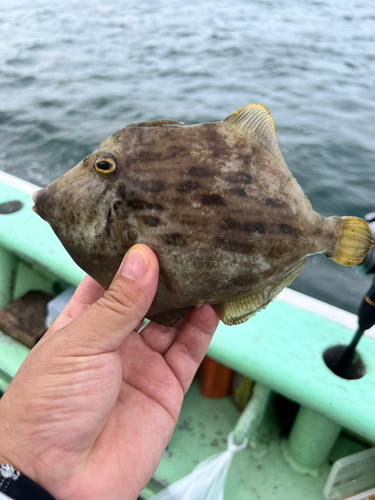 カワハギの釣果