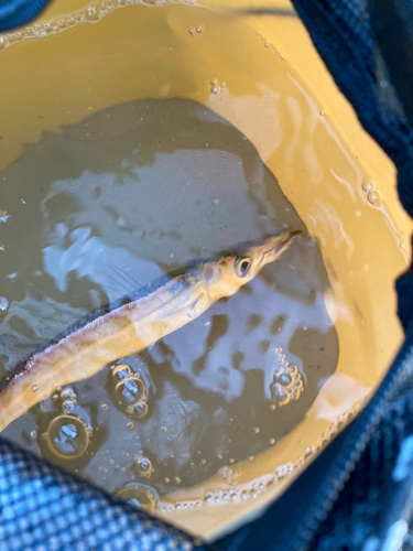 カマスの釣果