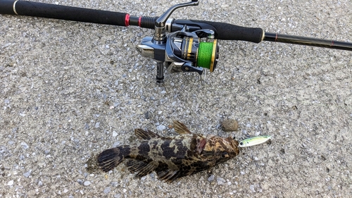 タケノコメバルの釣果