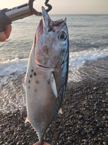 スマカツオの釣果