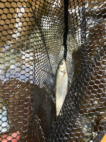 ウグイの釣果