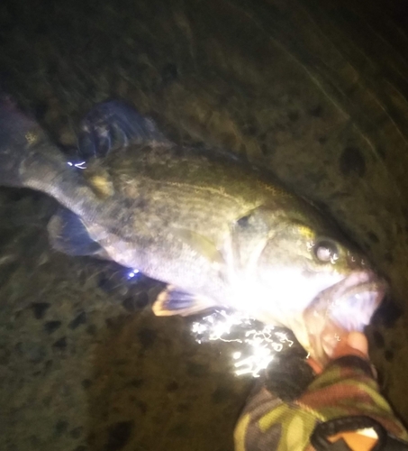 ラージマウスバスの釣果