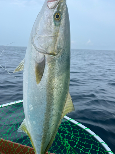 メジロの釣果