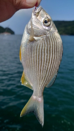 ヘダイの釣果