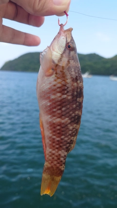 ベラの釣果