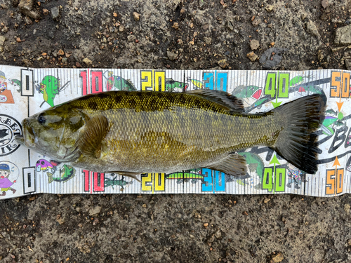 スモールマウスバスの釣果