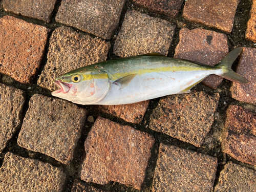 ツバスの釣果