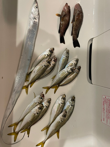 アジの釣果